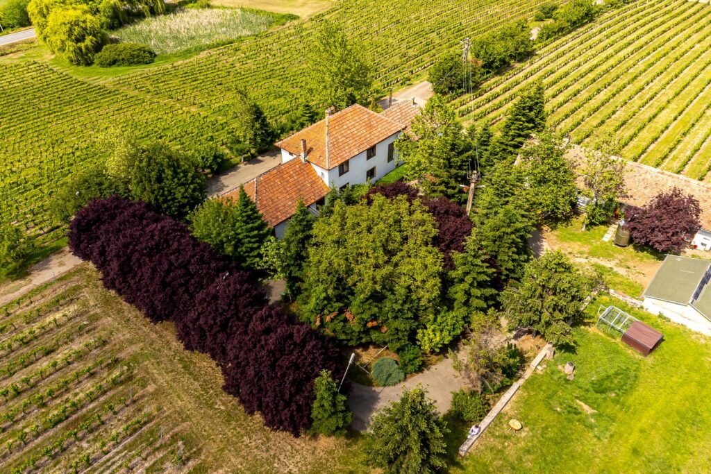 De vânzare Domeniul Hellburg– 16,27 ha vie + 1,4 ha intravilan în zona Arad Arad 1