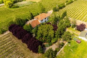De vânzare Domeniul Hellburg– 16,27 ha vie + 1,4 ha intravilan în zona Arad Arad 1