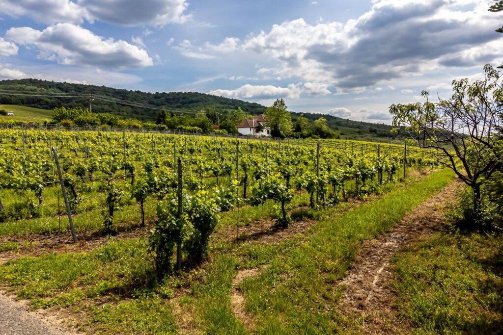 De vânzare Domeniul Hellburg– 16,27 ha vie + 1,4 ha intravilan în zona Arad Arad 10