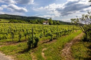 De vânzare Domeniul Hellburg– 16,27 ha vie + 1,4 ha intravilan în zona Arad Arad 10