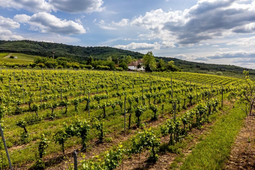 De vânzare Domeniul Hellburg– 16,27 ha vie + 1,4 ha intravilan în zona Arad Arad 3