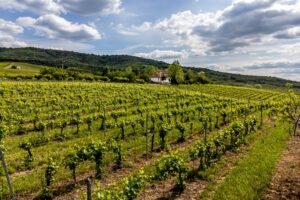 De vânzare Domeniul Hellburg– 16,27 ha vie + 1,4 ha intravilan în zona Arad Arad 3