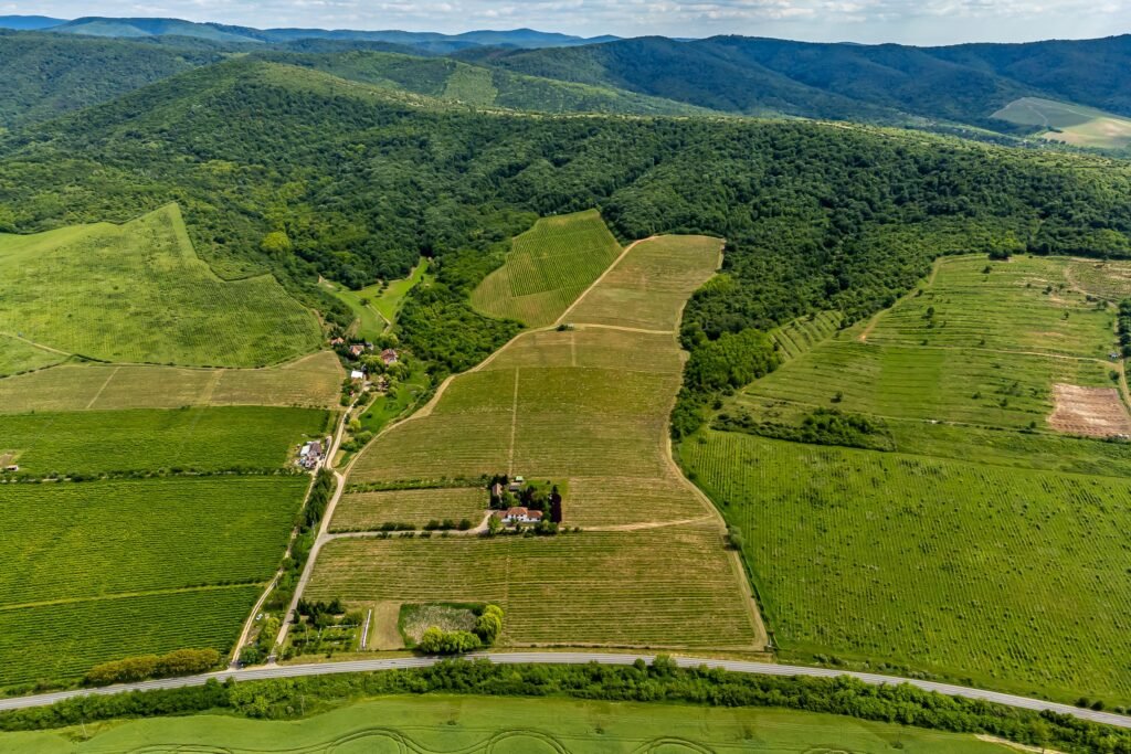 De vânzare Domeniul Hellburg– 16,27 ha vie + 1,4 ha intravilan în zona Arad Arad 4