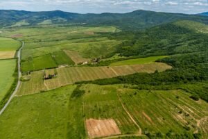 De vânzare Domeniul Hellburg– 16,27 ha vie + 1,4 ha intravilan în zona Arad Arad 7