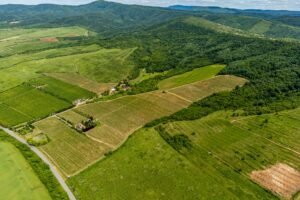 De vânzare Domeniul Hellburg– 16,27 ha vie + 1,4 ha intravilan în zona Arad Arad 9