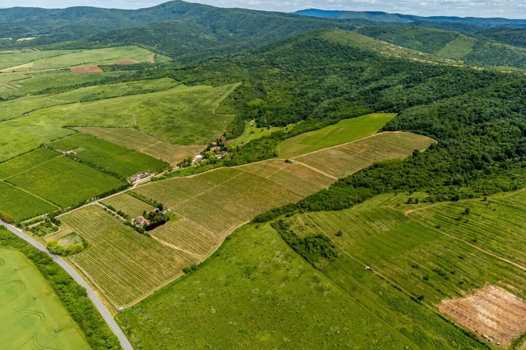 De vânzare Domeniul Hellburg– 16,27 ha vie + 1,4 ha intravilan în zona Arad Arad 9